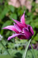 Tulpe - Görlitz 2002