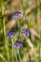 Blue-Eyed Grass am Mono Lake - USA 2006