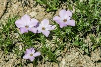 Mountain Phlox am Tioga Pass - USA 2006