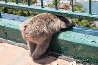 Gibraltar