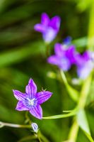 Glockenblume - Schweden 2012