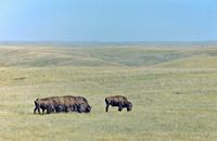 Büffel im Yellowstone NP - USA 2001 (analoge Aufnahme)