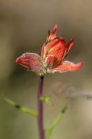 Indian Paintbrush Grand Canyon NP - USA 2006