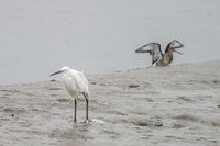 Seidenreiher - Irland 2008