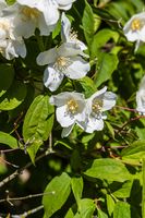 Sommerjasmin - Schweden 2012