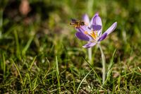 Biene im Anflug auf einen Krokus - Reinbek 2008