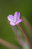 Kleinblütiges Weidenröschen - Reinbek 2012