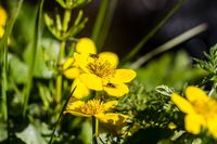 Sumpfdotterblume - Norwegen 2012