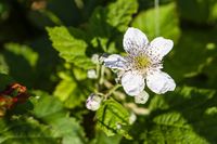 Brombeerblüte - Schweden 2012