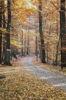 Wohltorf - herbstlicher Wald