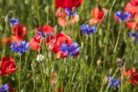 Kornblumen im Mohnfeld - Dalldorf 2011