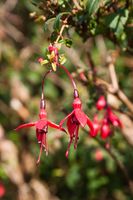 Fuchsie - Irland 2008