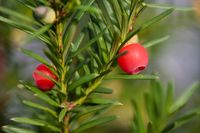 rote Beeren an einer Eibe - Reinbek 2010