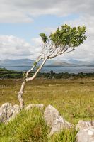 Im Wind - Irland 2008