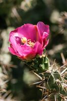 Kaktus Opuntia erinacea in Colorado - USA 2006