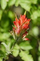 Indian Paintbrush Black Canyon NP - USA 2006