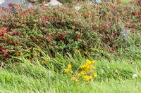 Fuchsienhecke - Irland 2008
