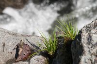 Alpen - Am Bach