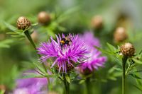 Hummel auf einer Flockenblume - Reinbek 2009