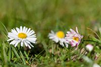 Gänseblümchen - Reinbek 2009