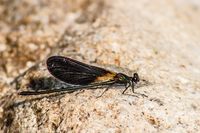 Bronzene Prachtlibelle - Korsika 2010