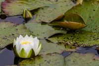 Seerose - Schweden 2012