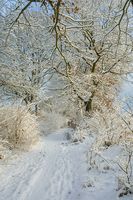 Winter im Sachsenwald