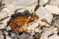 junger Frosch - Oberösterreich 2009