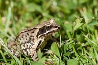 Frosch - Reinbek 2010