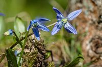Scilla - Reinbek 2012