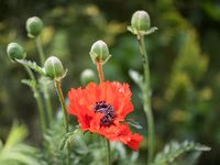 Mohnblume - Reinbek 2009