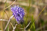Ackerwitwenblume - Irland 2008