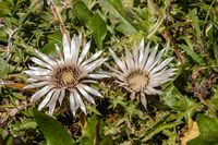Silberdistel - Oberösterreich 2009