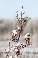 Kleines Bäumchen im Schnee - Reinbek 2010