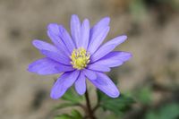 Anemone - Reinbek 2005
