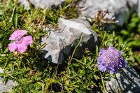 Pfingstnelke und Scabiose - 2009 Oberösterreich