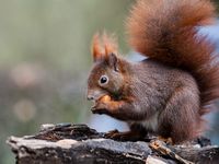 Eichhörnchen