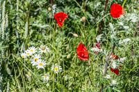 Mohn - Schweden 2012