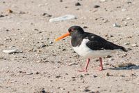 Austernfischer - Helgoland 2007