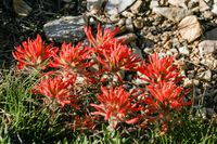 Indian Paintbrush Great Bassin NP - USA 2006