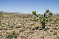 Joshua Tree im Death Valley - USA 2006