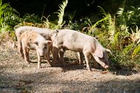 Korsika - Schweine